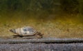 Freshwater pond snail, mollusc. UK.