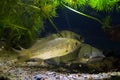 Freshwater predator channel catfish, prussian carp and common perch rest in European temperate cold-water river biotope aqua