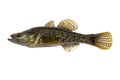 Freshwater predatory fish rotan, isolated Perccottus glenii, Amur Sleeper, side view