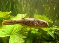 Freshwater puffer 1 Royalty Free Stock Photo