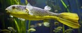 Freshwater puffer 4 Royalty Free Stock Photo