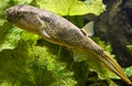 Freshwater puffer 5 Royalty Free Stock Photo