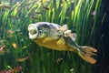 Freshwater puffer fish Royalty Free Stock Photo