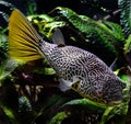 Freshwater puffer 2 Royalty Free Stock Photo