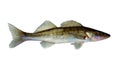 Freshwater raw fish zander isolated on white background Royalty Free Stock Photo