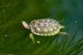 Freshwater red-eared turtle or yellow-bellied turtle. An amphibious animal with a hard protective shell swims in a pond and basks