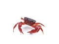 Freshwater river crab isolated on white background, selective focus Royalty Free Stock Photo