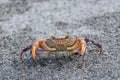 Freshwater river crab Potamon ibericum on the stone Royalty Free Stock Photo