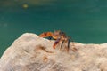 Freshwater river crab Potamon ibericum on stone near mountain river Royalty Free Stock Photo