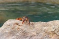 Freshwater river crab Potamon ibericum on stone near a mountain river Royalty Free Stock Photo