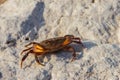 Freshwater river crab (Potamon ibericum) on stone near mountain river Royalty Free Stock Photo