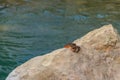 Freshwater river crab Potamon ibericum on stone near a mountain river