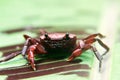 Freshwater river crab Royalty Free Stock Photo