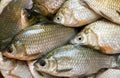 Freshwater river fish crucian carp. Royalty Free Stock Photo