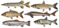 Freshwater river fish set isolated. Fresh live fish. Pike, sturgeon, carp, trout, grass carp, silver carp Royalty Free Stock Photo