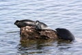 Freshwater seal Royalty Free Stock Photo