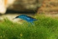 Freshwater shrimp closeup shot in aquarium (genus Neocaridina)