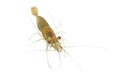 Freshwater shrimp,Litopenaeus vannamei isolated on white background Royalty Free Stock Photo