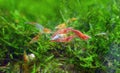Freshwater shrimps Royalty Free Stock Photo