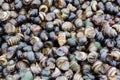 Freshwater snails emitted by water to shore of the Ob reservoir, Russia