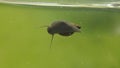Freshwater snails on a green background. Closeup snail isolated. Swamp, wildlife