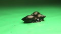 Freshwater snails on a green background. Closeup snail isolated. Swamp, Wildlife