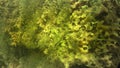 Freshwater sponge Ephydatia, Demospongiae, Spongilidae on rocks in a flowing pond
