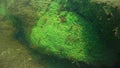 Freshwater sponge Ephydatia, Demospongiae, Spongilidae on rocks in a flowing pond