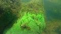 Freshwater sponge Ephydatia, Demospongiae, Spongilidae on rocks in a flowing pond