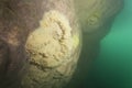 Freshwater sponge in Krka River
