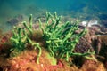 Freshwater Sponge Spongilla lacustris Spongillidae Freshwater Underwater