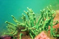 Freshwater Sponge Spongilla lacustris Spongillidae Freshwater Underwater