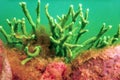 Freshwater Sponge Spongilla lacustris Spongillidae Freshwater Underwater Royalty Free Stock Photo