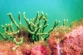 Freshwater Sponge Spongilla lacustris Spongillidae Freshwater Underwater Royalty Free Stock Photo