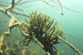 Freshwater Sponge Spongilla lacustris underwater photography Royalty Free Stock Photo