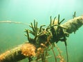 Freshwater Sponge Spongilla lacustris underwater photography Royalty Free Stock Photo