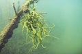 Freshwater Sponge Spongilla lacustris underwater photography Royalty Free Stock Photo