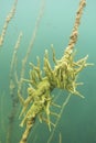 Freshwater Sponge Spongilla lacustris underwater photography Royalty Free Stock Photo