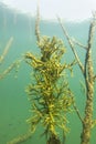 Freshwater Sponge Spongilla lacustris underwater photography