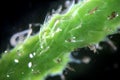 Freshwater sponges Spongillidae rame on black background by microscope