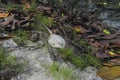 Freshwater stingray on the bottom of a crystal clear river in the Brazlian rainforest, Bom Jardim, Mato Grosso, Brazil Royalty Free Stock Photo