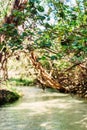 Freshwater stream, Eli Creek, Fraser Island Royalty Free Stock Photo