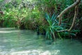 Freshwater stream, Eli Creek, Fraser Island Royalty Free Stock Photo