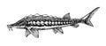 Freshwater sturgeon, rare commercial fish, delicious food, for logo or emblem, engraving Royalty Free Stock Photo