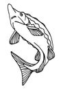 Freshwater sturgeon, rare commercial fish, delicious food, for logo or emblem