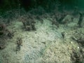 Freshwater Sunfish Lepomis macrochirus. Underwater scene Fresh Royalty Free Stock Photo