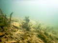 Freshwater Sunfish Lepomis macrochirus. Underwater scene Fresh Royalty Free Stock Photo