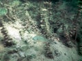 Freshwater Sunfish Lepomis macrochirus. Underwater scene Fresh Royalty Free Stock Photo