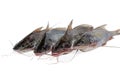 Freshwater Tengra fish, Tengara mystus isolated on white background Royalty Free Stock Photo