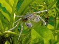 Freshwater Thai micro crab on aquatic plants, front view 2